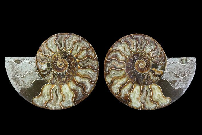 Cut & Polished Ammonite Fossil - Agatized #91152